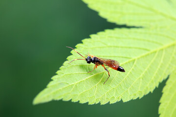 Fototapeta premium Bee insects in the wild, North China