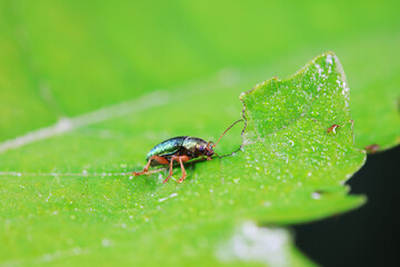 Leaf beetle on wild plants, North China