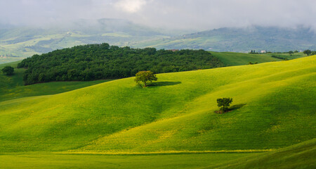Obraz premium Tuscany in May. View of the green fields lit by the rays of the sun. Two lonely trees in hill.