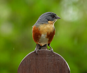 Bird perched on a fence. Buff-throated Warbling-Finch - Microspingus lateralis