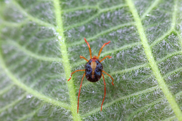 Red mites on wild plants, North China