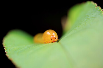 Leaf bee larvae on wild plants, North China
