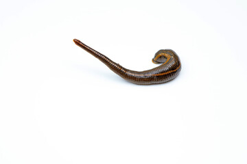 Obraz premium Leeches on a white background