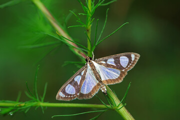 Lepidoptera insects in the wild, North China