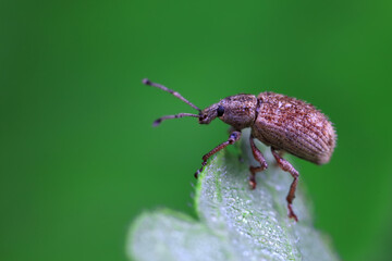 Weevil on wild plants, North China