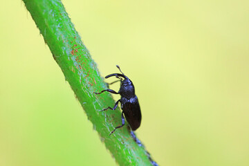 Weevil on wild plants, North China