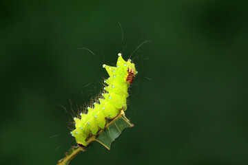 Lepidoptera larvae in the wild, North China