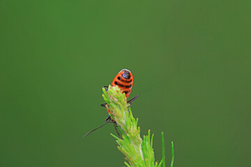 Hemiptera bugs in the wild, North China