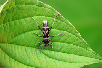 Longicorn on wild plants, North China
