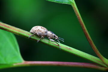 Weevil on wild plants, North China