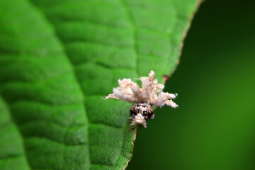Hemiptera wax Cicadellidae insects on wild plants, North China