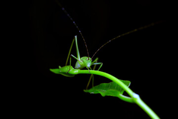 Katydid nymphs in the wild, North China