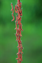 Lepidoptera larvae in the wild, North China