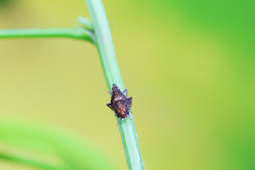 Hemiptera wax Cicadellidae insects on wild plants, North China