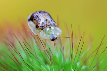 Hispidae family insect crawl on plants, North China