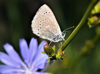 Fototapeta na wymiar Close-up of a common blue butterfly resting on the plant stem of a blue chicory plant with blurred vegetation in the background.