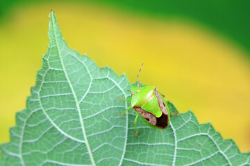 Hemiptera bugs in the wild, North China