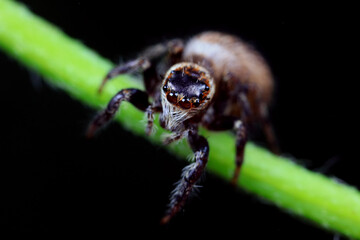 Spiders in the wild, North China