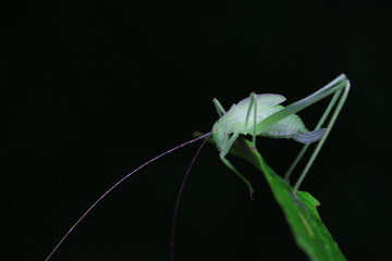 Katydid nymphs in the wild, North China