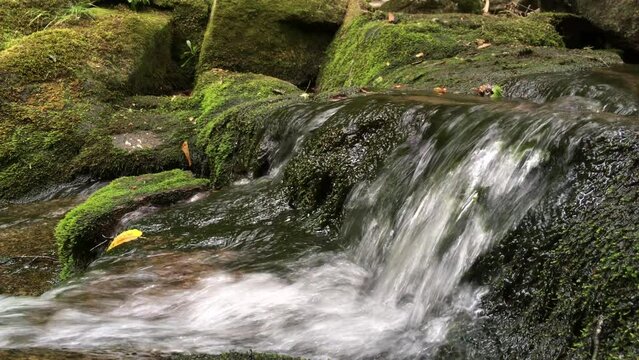 une rivi&egrave;re dans la for&ecirc;t