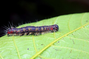 Lepidoptera larvae in the wild, North China