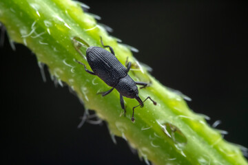 Weevil on wild plants, North China