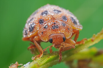 Ladybugs on wild plants, North China