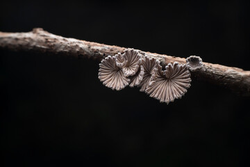 Cleft wrinkle fungus, a wild fungus, North China