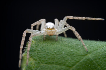 Spiders in the wild, North China