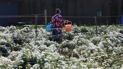 Farmers are picking medicinal white chrysanthemums in the fields, North China