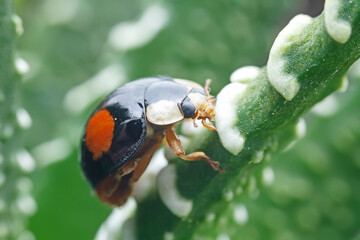 Ladybugs on wild plants, North China