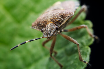 Stink bugs inhabit leaves in the wild, North China