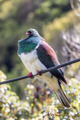 Kereru Endemic Wood Pigeon of New Zealand