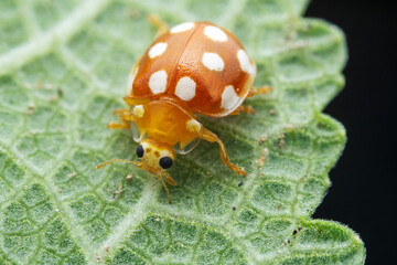 Ladybugs on wild plants, North China