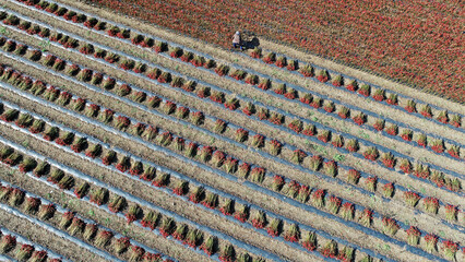 Farmers are harvesting red pepper and taking aerial photos