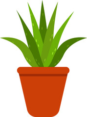 Aloe vera plant in pot. Indoor plant.