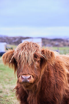 Scottish alpine cow portrait in open field. Ireland, Co. Donegal. copy space in image vertical