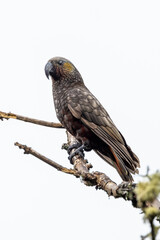 Fototapeta premium South Island Kaka Endemic Parrot of New Zealand