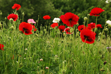 field of poppies