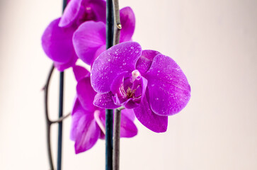 purple orchid on pale pink background close up