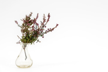 Heather flowers in a glass vase on a white background.