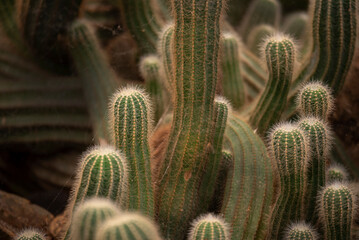 Unique cacktus plants, Micrantho Cereus, grows in the garden