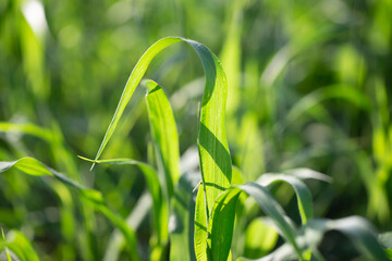 Green grass close-up planon illuminated by the sun. Ecological background.