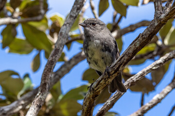 South Island Robin Endemic to New Zealand
