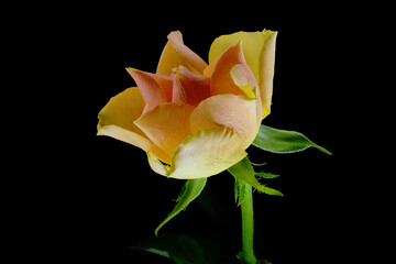 Pomarańczowa róża, pachnąca świeżość kwiatu. kompozycja róży na czarnym tle jako tekstura tła. Tło czarne i kolorowy kwiat. 