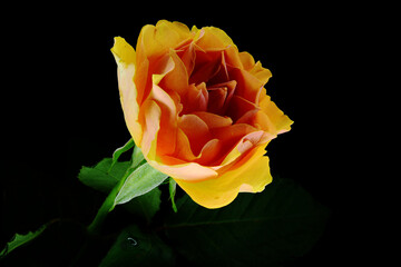 Pomarańczowa róża, pachnąca świeżość kwiatu. kompozycja róży na czarnym tle jako tekstura tła. Tło czarne i kolorowy kwiat.  - obrazy, fototapety, plakaty