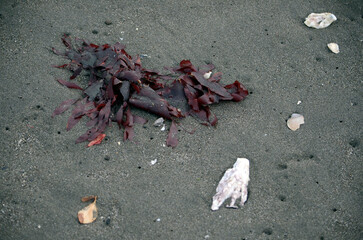 打ち上げられた海草