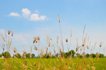 Dry grass wayside the rice field.