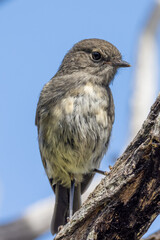 South Island Robin Endemic to New Zealand
