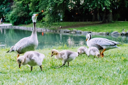 G&auml;nse im englischen Garten M&uuml;nchen